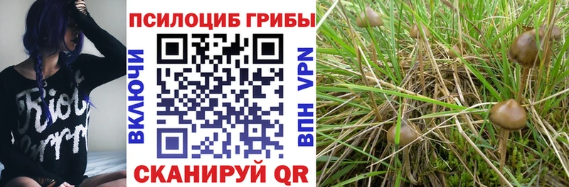 Псилоцибиновые грибы Cubensis  Бор 
